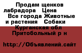 Продам щенков лабрадора › Цена ­ 20 000 - Все города Животные и растения » Собаки   . Курганская обл.,Притобольный р-н